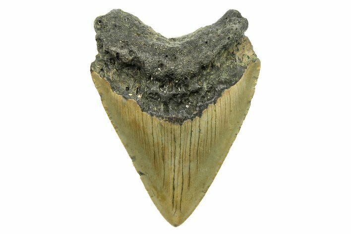Serrated, Fossil Megalodon Tooth - North Carolina #294486